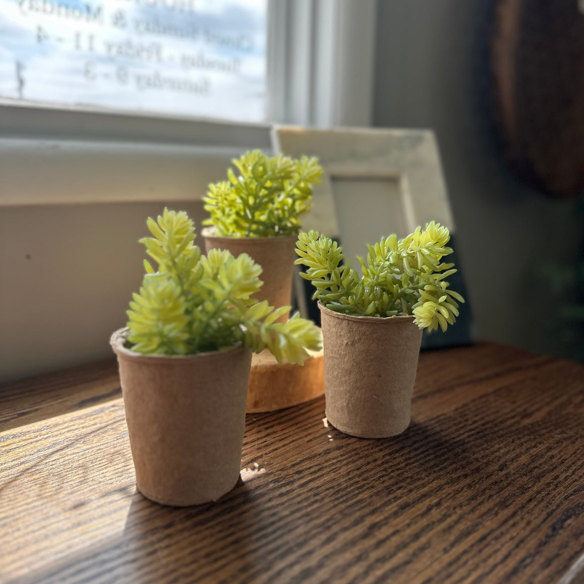 Potted Faux Succulent