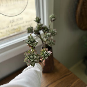 Faux Succulent Branch