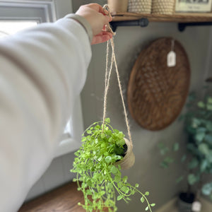 Hanging Faux Succulent